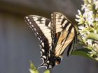 Eastern Tiger Swallowtail  Butterfly Feeding