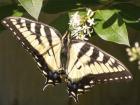 Eastern Tiger Swallowtail  Butterfly Wingspan