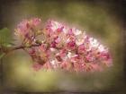 Horse Chestnut Branch