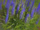 Meadow Sage Standing Tall