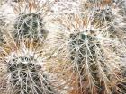 Prickly Protection