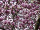 Under The Tulip Tree