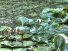 Waterlilies