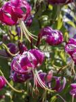 Black Beauty Recurved Oriental Lilies