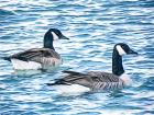 Geese Gone Fishing