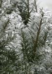 Winter Spectacular - Hicks Yew Closeup