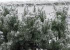Winter Spectacular - Hicks Yew