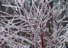 Winter Spectacular - Silver Leaf Dogwood
