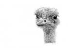 Ostrich