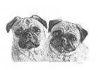 Pugs