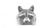 Raccoon