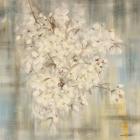 White Cherry Blossom I