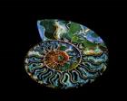 Nautilus I