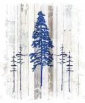 The Blue Moose - Lodge Pole Pine