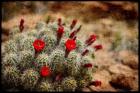 Desert Flower 3