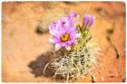 Desert Flower 4