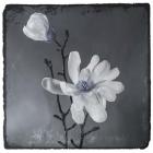 Blue Magnolia