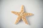 Sea Star 4