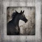 Gypsy Horse Collection V1 5