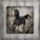 Gypsy Horse Collection V1 6