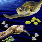 Sea Creatures Turtle