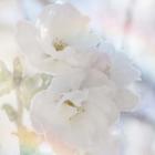 Apple Blossoms 02