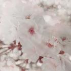 Pinky Blossom 1