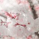 Pinky Blossom 3