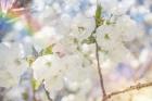 White Spring Blossoms 01