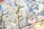 White Spring Blossoms 07