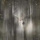 Antique Wildlife Deer 02