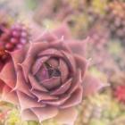 Succulents 02