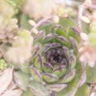 Succulents 08