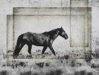 Wild Horses of the Great Basin 5