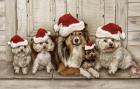 Dogs Christmas