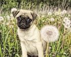 Pug with Dandelion