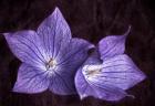 Balloon Flower