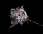 Bleeding Rose