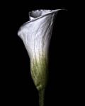 Calla Lily