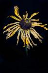 Dried Sunflower