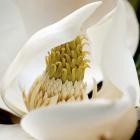 Magnolia Blossom