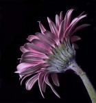 Pink Gerber Daisy