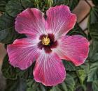 Pink Hibiscus