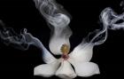 Smoking Magnolia