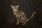 Steampunk Cat