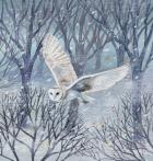 Barn Owl and Winter Trees