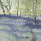 Bluebell Wood