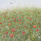 Poppy Field