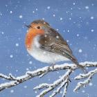 Robin and Snowflakes