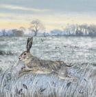 Snowy Field and Hare